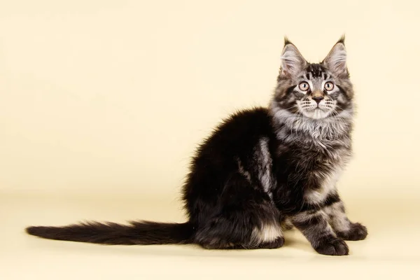 Maine Coon Rode Kat Een Gekleurde Achtergrond — Stockfoto