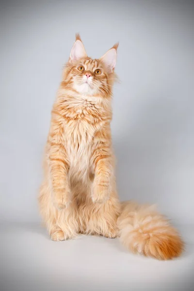 Gato Maine Coon Rojo Sobre Fondos Color — Foto de Stock