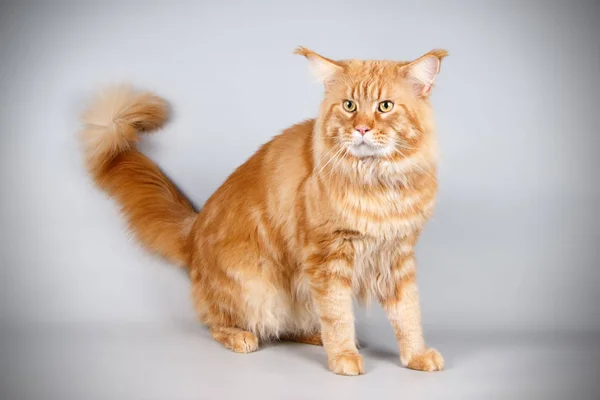 Maine Coon Röd Katt Färgad Bakgrund — Stockfoto