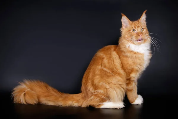 Maine Coon Red Cat Colored Backgrounds — Stock Photo, Image