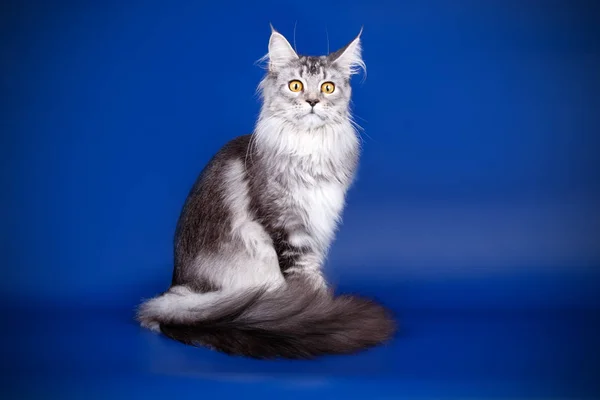 Gato Maine Coon Vermelho Sobre Fundos Coloridos — Fotografia de Stock