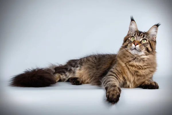 Gato Maine Coon Vermelho Sobre Fundos Coloridos — Fotografia de Stock