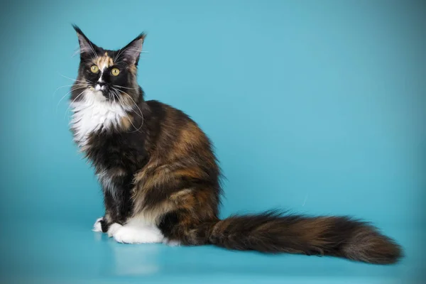 Gato Maine Coon Rojo Sobre Fondos Color —  Fotos de Stock