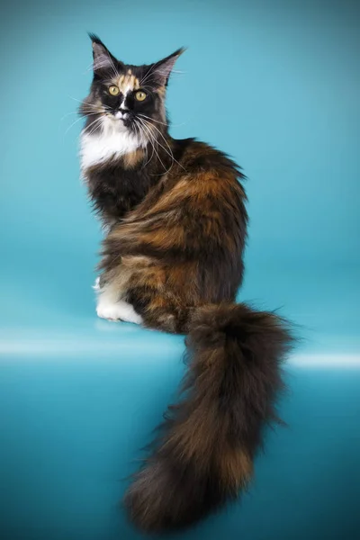 Gato Maine Coon Rojo Sobre Fondos Color —  Fotos de Stock