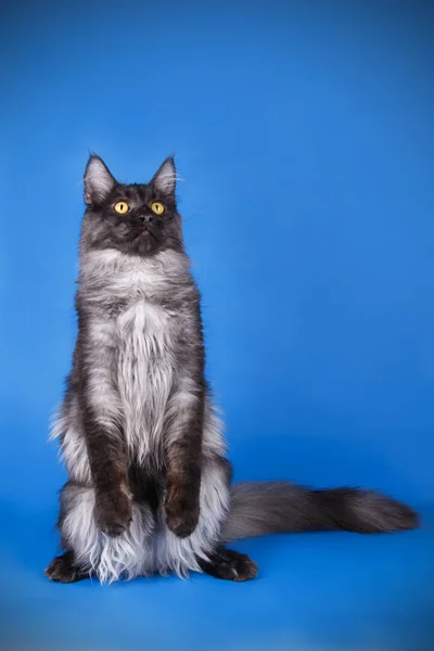 Maine Coon Červená Kočka Barevné Pozadí — Stock fotografie