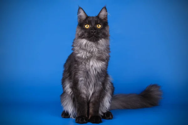 Maine Coon Röd Katt Färgad Bakgrund — Stockfoto