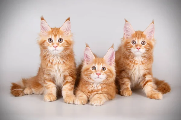 Maine Coon Red Cat Colored Backgrounds — Stock Photo, Image