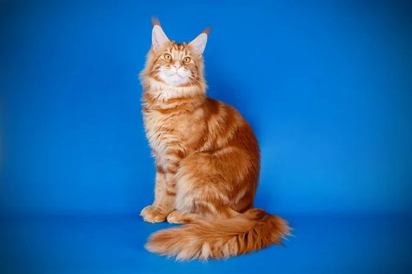 Maine Coon Röd Katt Färgad Bakgrund — Stockfoto