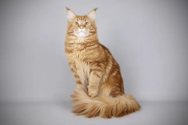 Maine Coon Κόκκινο Γάτα Έγχρωμα Φόντα — Φωτογραφία Αρχείου