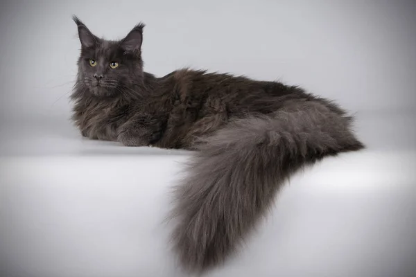 Maine Coon Röd Katt Färgad Bakgrund — Stockfoto