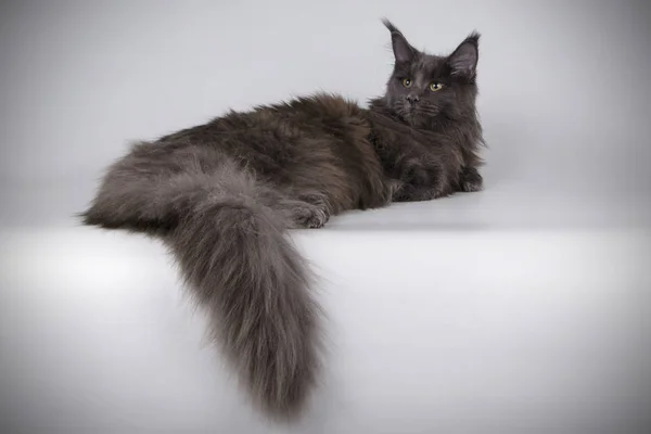 Gato Maine Coon Rojo Sobre Fondos Color —  Fotos de Stock