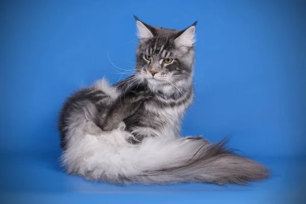 Gato Maine Coon Vermelho Sobre Fundos Coloridos — Fotografia de Stock