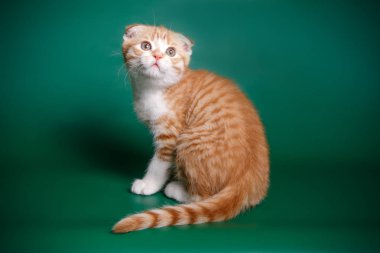 İskoç fold stenografi kedi renkli arka plan üzerinde