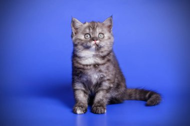 renkli arka plan üzerinde İskoç düz stenografi kedi