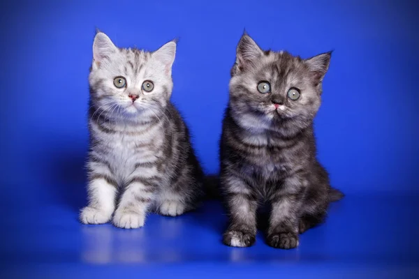 Scottish Straight Shorthair Cat Colored Backgrounds — Stock Photo, Image