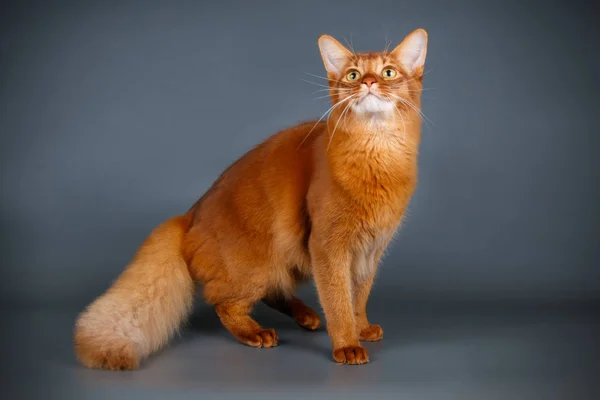 Bir Somali kedi renkli arka plan üzerinde fotoğraf stüdyosu