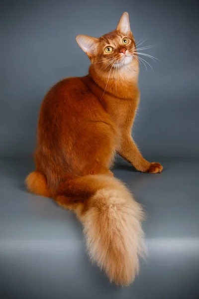 소말리아 고양이 배경에 스튜디오 — 스톡 사진