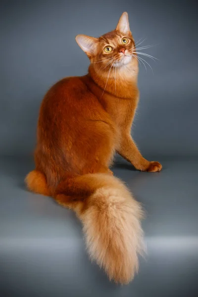 Fotografía Estudio Gato Somalí Sobre Fondos Color — Foto de Stock