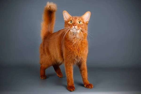 Bir Somali kedi renkli arka plan üzerinde fotoğraf stüdyosu