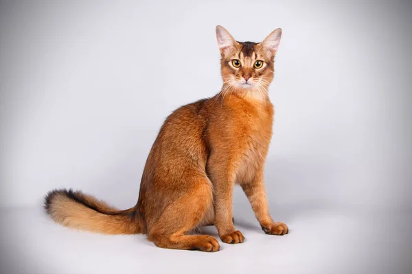 Bir Somali kedi renkli arka plan üzerinde fotoğraf stüdyosu