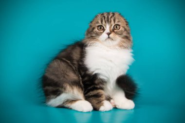 İskoç fold longhair kedi renkli arka plan üzerinde