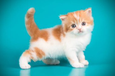 renkli arka plan üzerinde İskoç düz longhair kedi