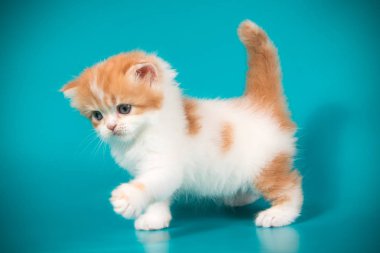 renkli arka plan üzerinde İskoç düz longhair kedi