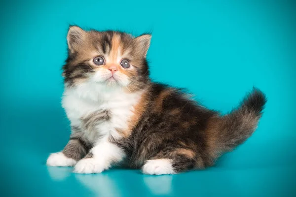 Gato Escocés Pelo Largo Liso Sobre Fondos Color —  Fotos de Stock