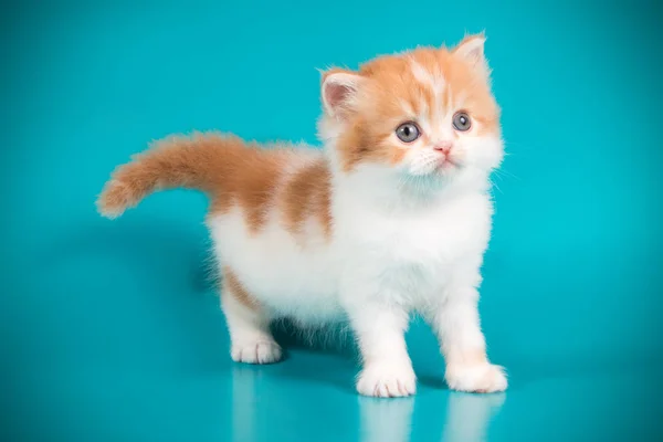Szkocki Prosto Długowłosy Kot Kolorowe Tło — Zdjęcie stockowe