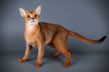 Habeş kedisi renkli arka plan üzerinde