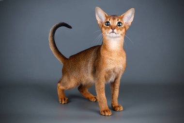 Habeş kedisi renkli arka plan üzerinde