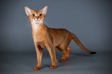 Habeş kedisi renkli arka plan üzerinde