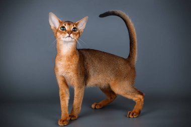 Habeş kedisi renkli arka plan üzerinde