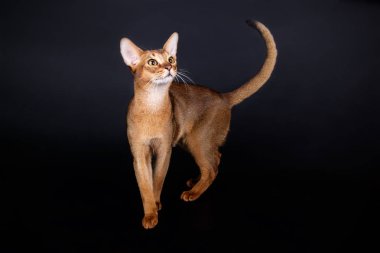 Habeş kedisi renkli arka plan üzerinde