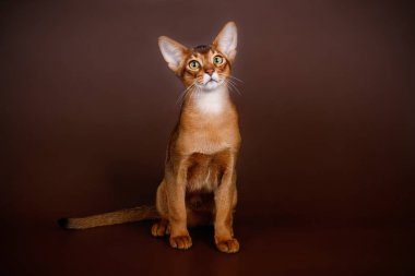 Habeş kedisi renkli arka plan üzerinde