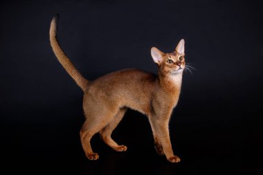 Habeş kedisi renkli arka plan üzerinde