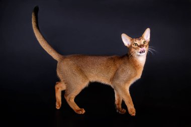 Habeş kedisi renkli arka plan üzerinde