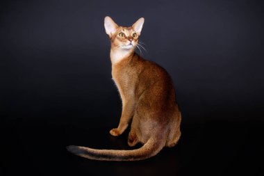 Habeş kedisi renkli arka plan üzerinde