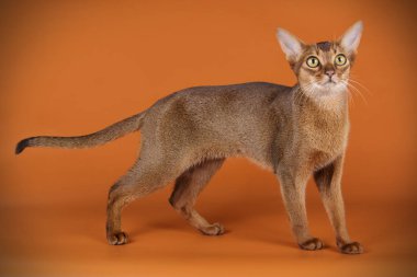 Habeş kedisi renkli arka plan üzerinde