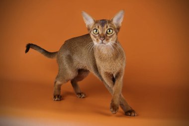 Habeş kedisi renkli arka plan üzerinde