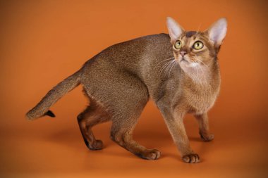 Habeş kedisi renkli arka plan üzerinde