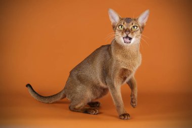 Habeş kedisi renkli arka plan üzerinde