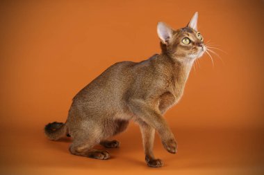 Habeş kedisi renkli arka plan üzerinde