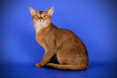 Habeş kedisi renkli arka plan üzerinde