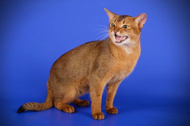 Habeş kedisi renkli arka plan üzerinde