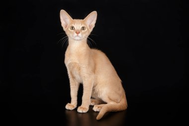 Habeş kedisi renkli arka plan üzerinde