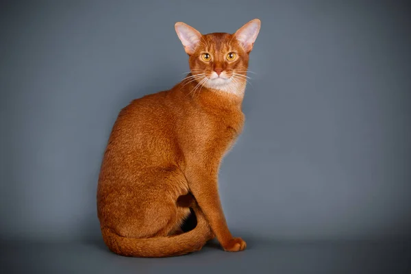 Gato Abisinio Sobre Fondos Color — Foto de Stock