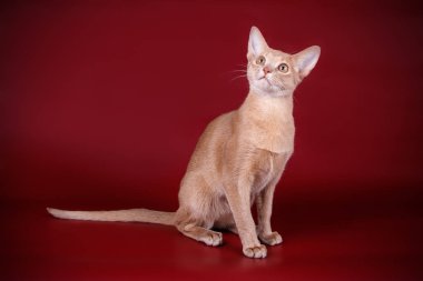 Habeş kedisi renkli arka plan üzerinde