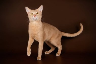 Habeş kedisi renkli arka plan üzerinde