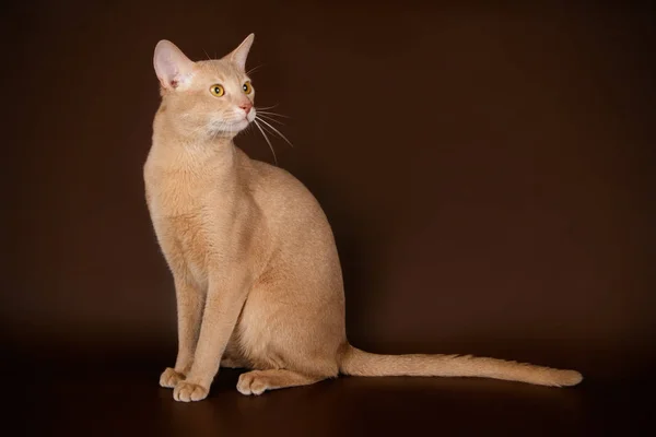 Γάτα Αβυσσινιακού Έγχρωμα Φόντα — Φωτογραφία Αρχείου